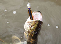S.Stream ANAKONDA Float