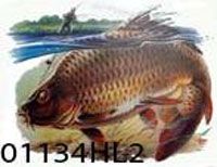 �������� � ������� 01134HL2 / �. 48-50 (L)