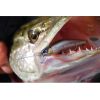 ������ Pontoon21 Cablista 105F-SMR (12,8�, 1,2-1,6�) / �712